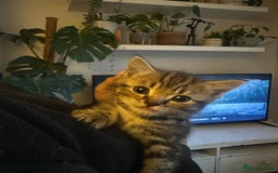 Mixed Breed cats for sale: 3 Beautiful Kittens Remaining  - Image 15