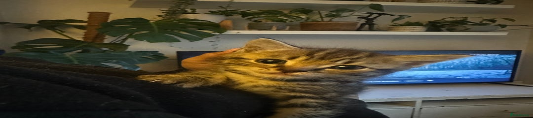 Tabby Boy (Black Collar)