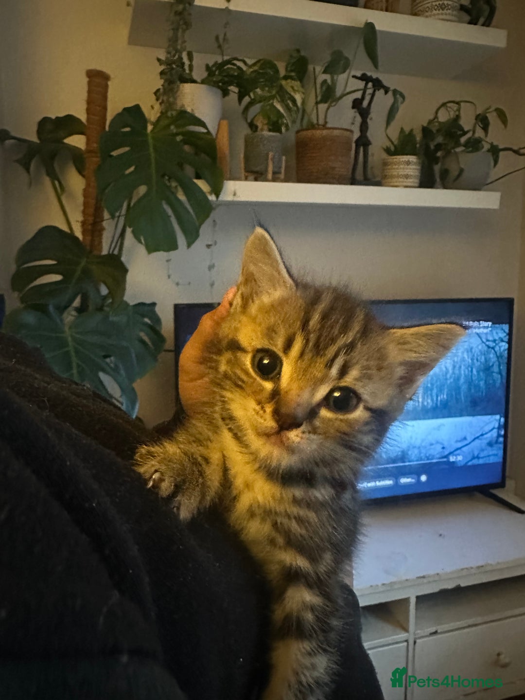 Mixed Breed cats for sale: 3 Beautiful Kittens Remaining  - Image 15