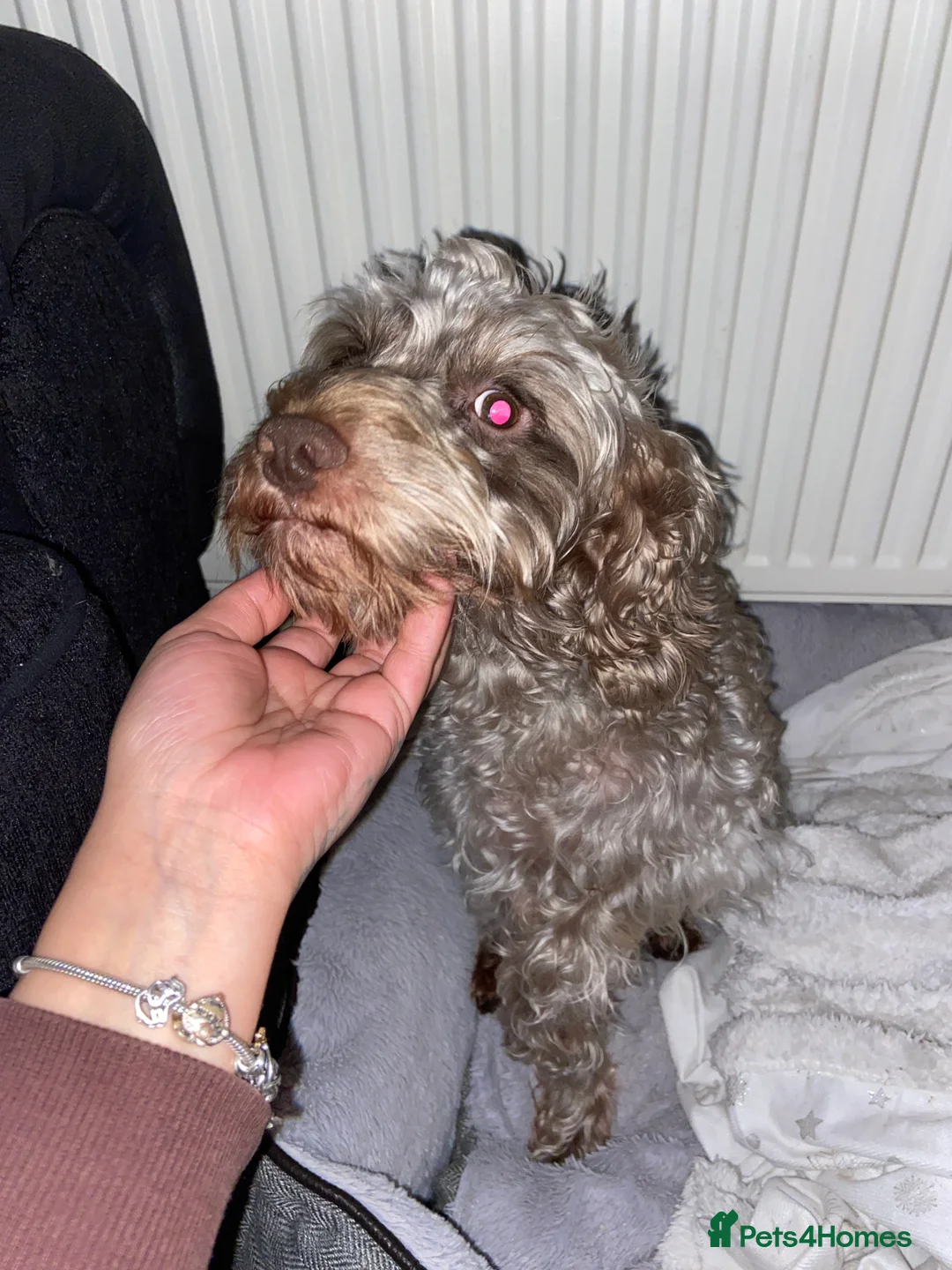 Cockapoo dogs for sale: Male cockapoo - Advert 17