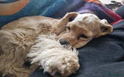 American Cocker Spaniel dogs for sale: KC-REGISTERED American cocker spaniel puppy  - Image 4