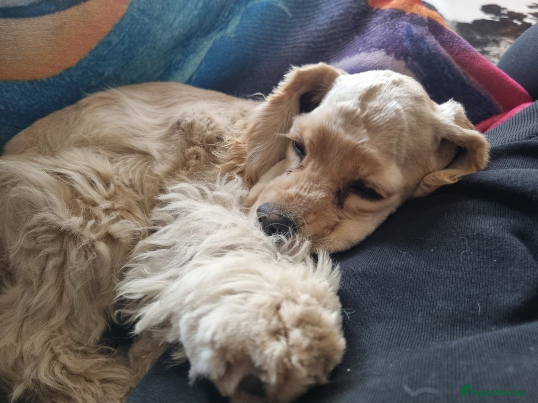 American Cocker Spaniel dogs for sale: KC-REGISTERED American cocker spaniel puppy  - Image 4