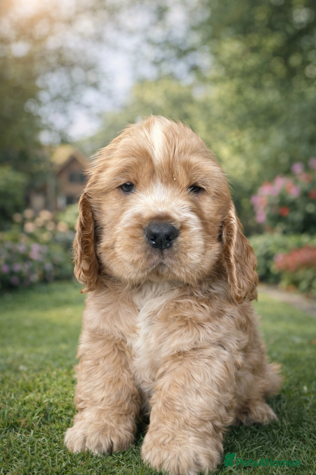Cocker Spaniel dogs 1 stunning true to the type show cocker 🐶  - Advert 9