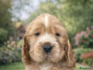 Cocker Spaniel dogs 1 stunning true to the type show cocker 🐶 - Advert 9