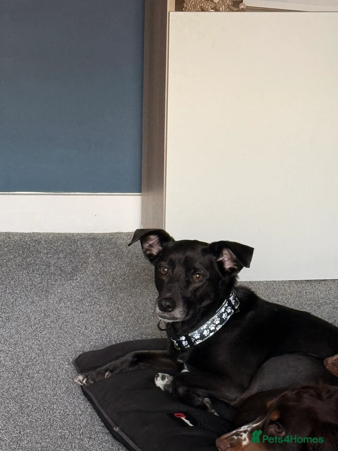 Mixed Breed dogs for sale: Lily 8yr old mixed breed  - Advert 2