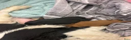 Cavalier King Charles Spaniel dogs for sale: Beautiful extensively health tested pure cavaliers - Advert 17