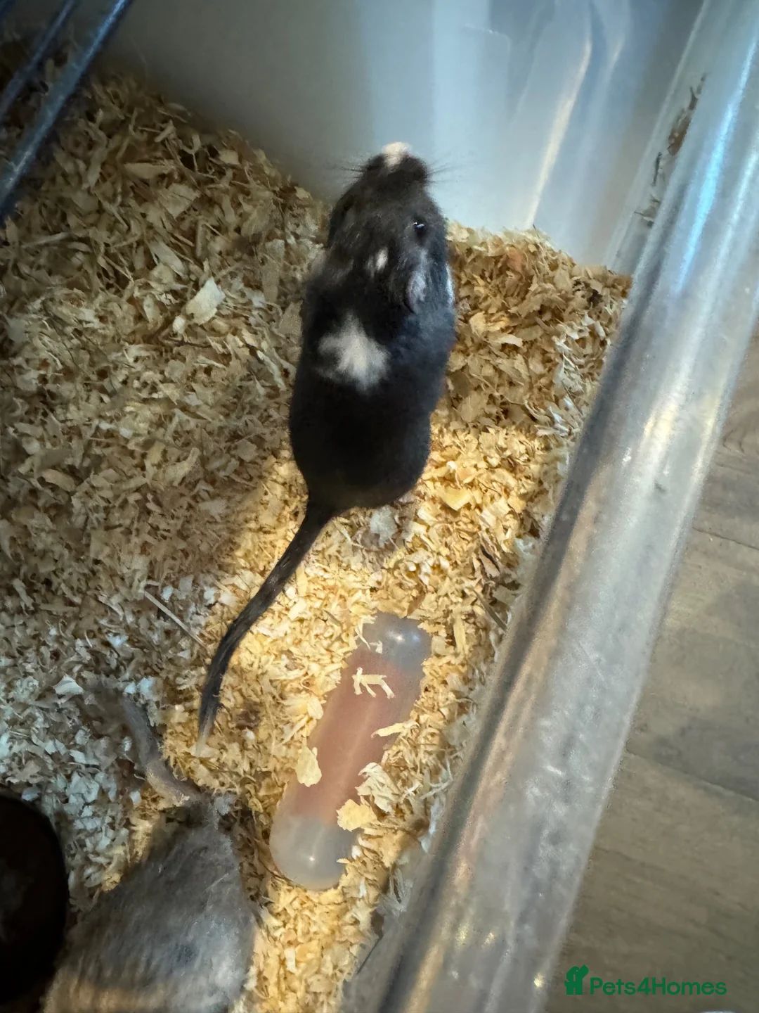 Gerbil rodents for sale: 2 male gerbils looking for a home - Advert 2