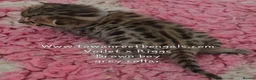 Bengal cats for sale: Tica registered bengal kittens - Advert 10