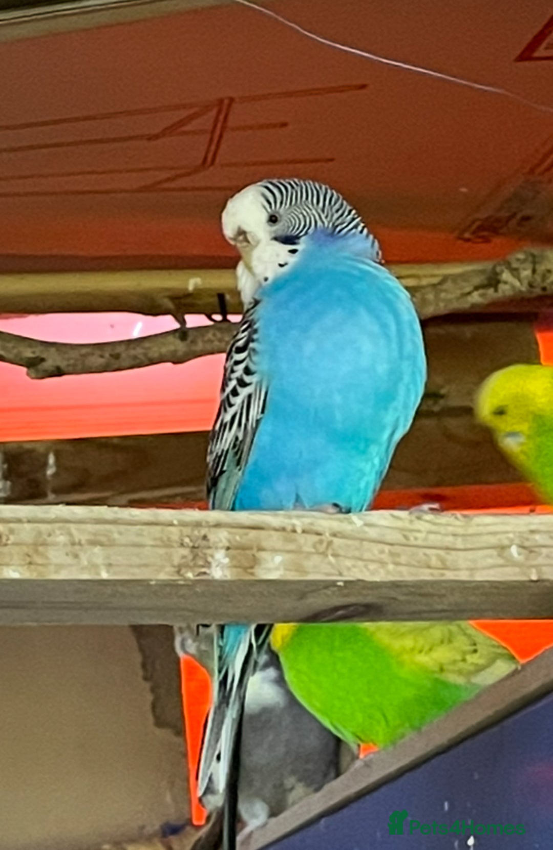 Budgerigars birds for sale: Beautiful Adult Budgies - Image 4