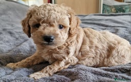 Cavachon dogs for sale: Gorgeous litter cavapoochon puppies - Image 7