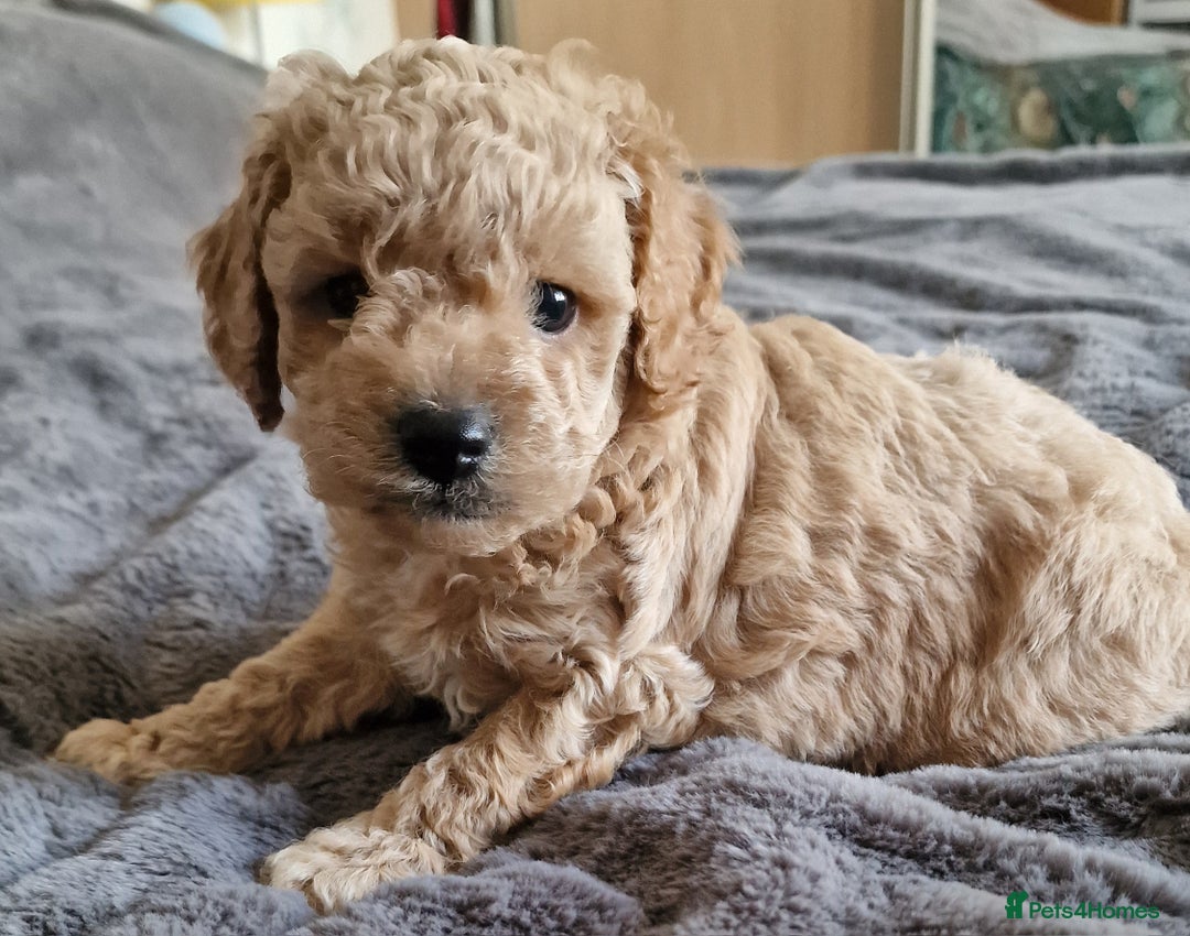 Cavachon dogs for sale: Gorgeous litter cavapoochon puppies - Image 7