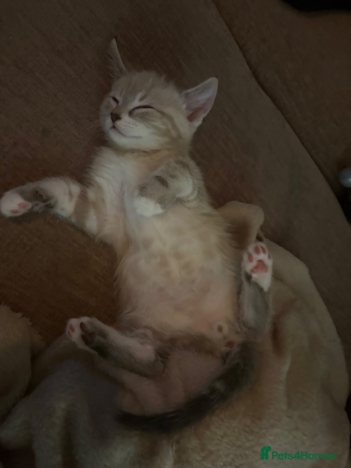 Mixed Breed cats 5 kittens- 2 boys and 3 girls - Advert 9