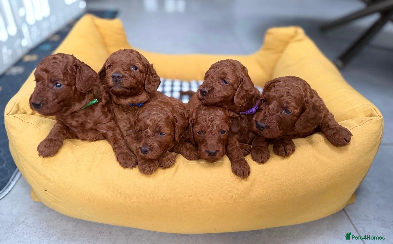 Mini Goldendoodle dogs Deep Red Mini Goldendoodle  - Advert 12