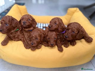 Mini Goldendoodle dogs Deep Red Mini Goldendoodle - Advert 17