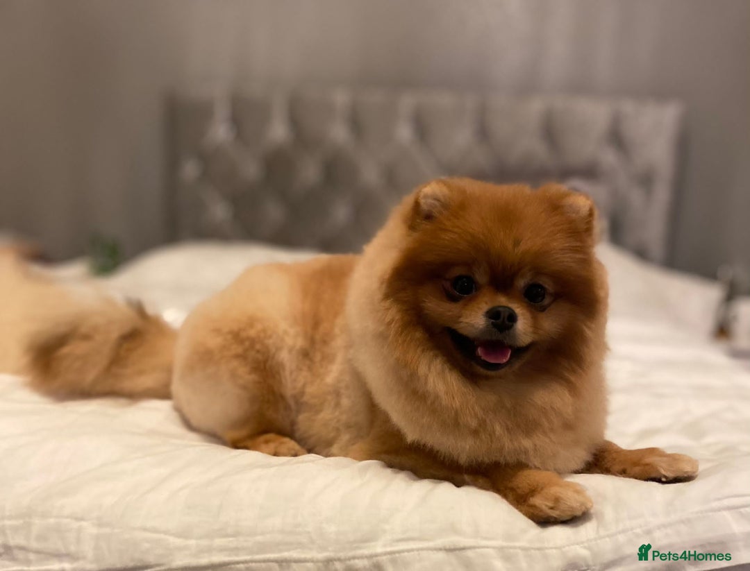 Pomeranian dogs for sale: Pomeranian boy - Image 11