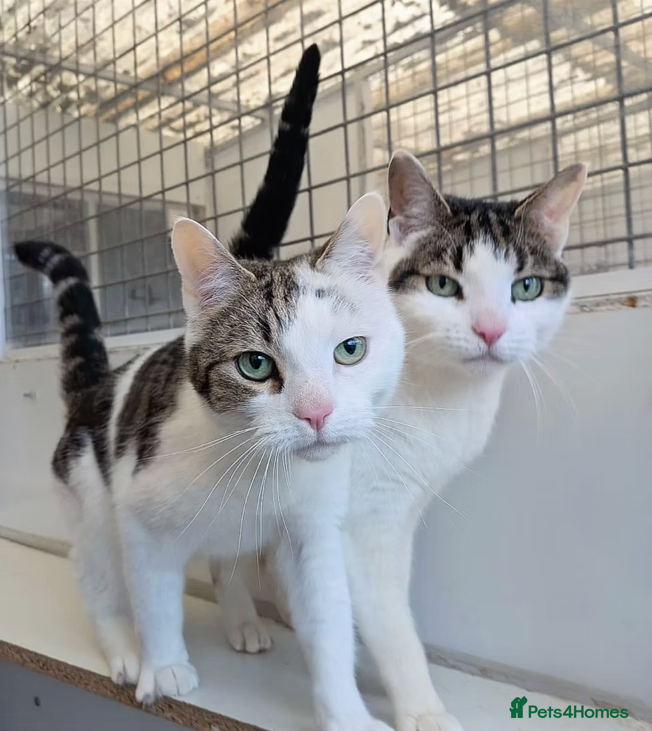 Mixed Breed cats Brother and Sister Cats Available for Adoption - Advert 5