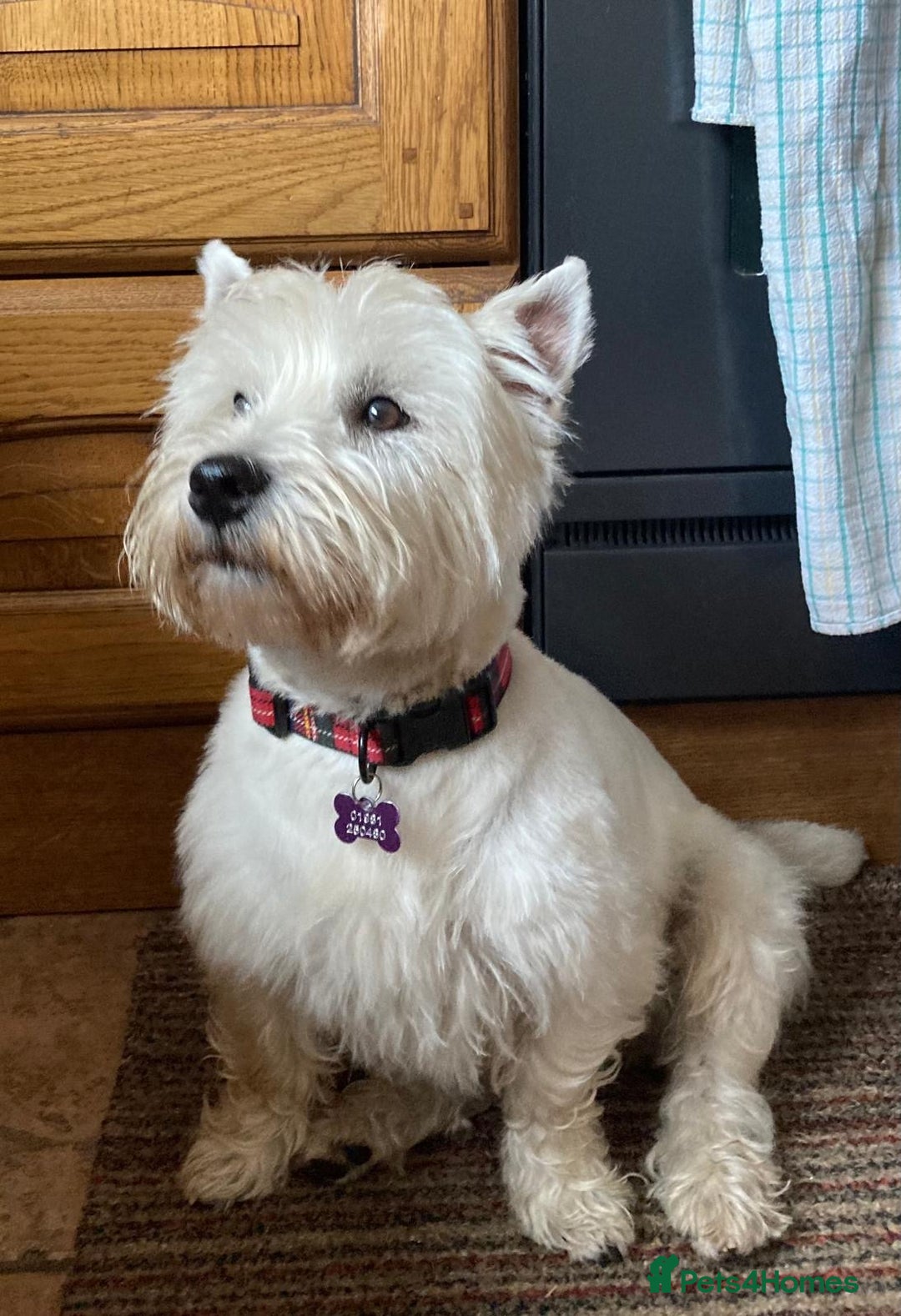 West Highland Terrier dogs for sale: GORGEOUS West Highland puppies - Image 4