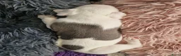 Whippet dogs for sale: Heart and DNA tested Blue Parti Whippet Puppies. - Advert 23