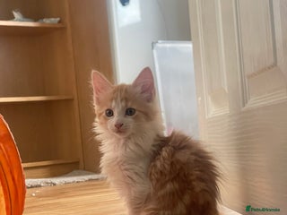 Mixed Breed cats Fluffy Part Maine Coon - Advert 8