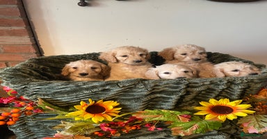 Cockapoo dogs - Advert 9