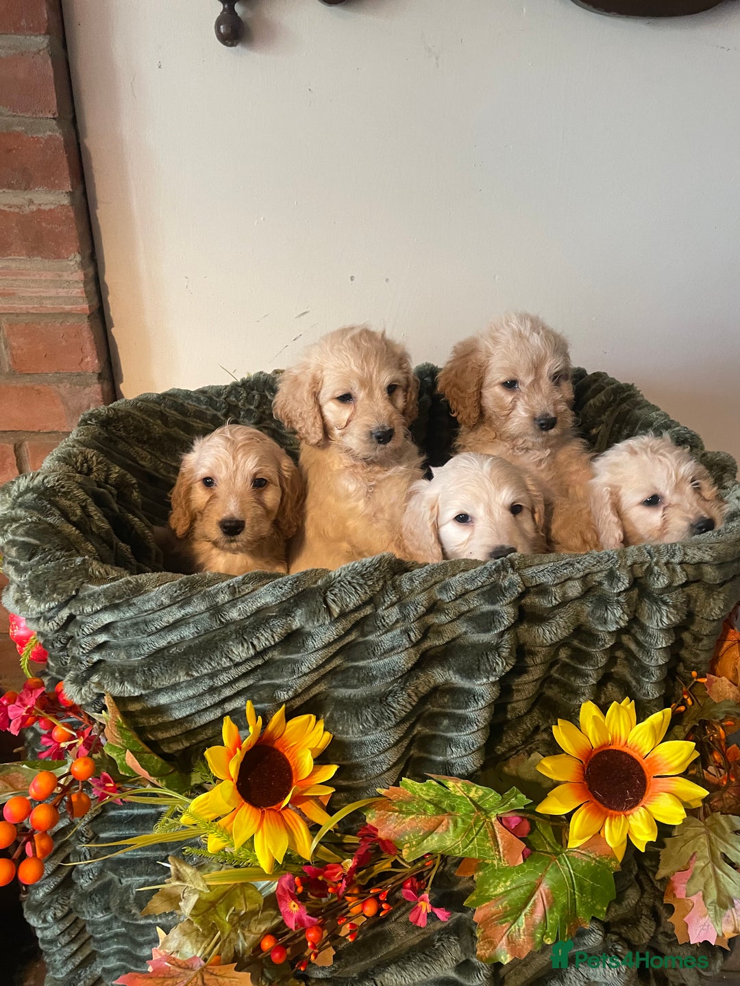 Cockapoo dogs for sale: Beautiful f1 cockapoo puppies - Image 2