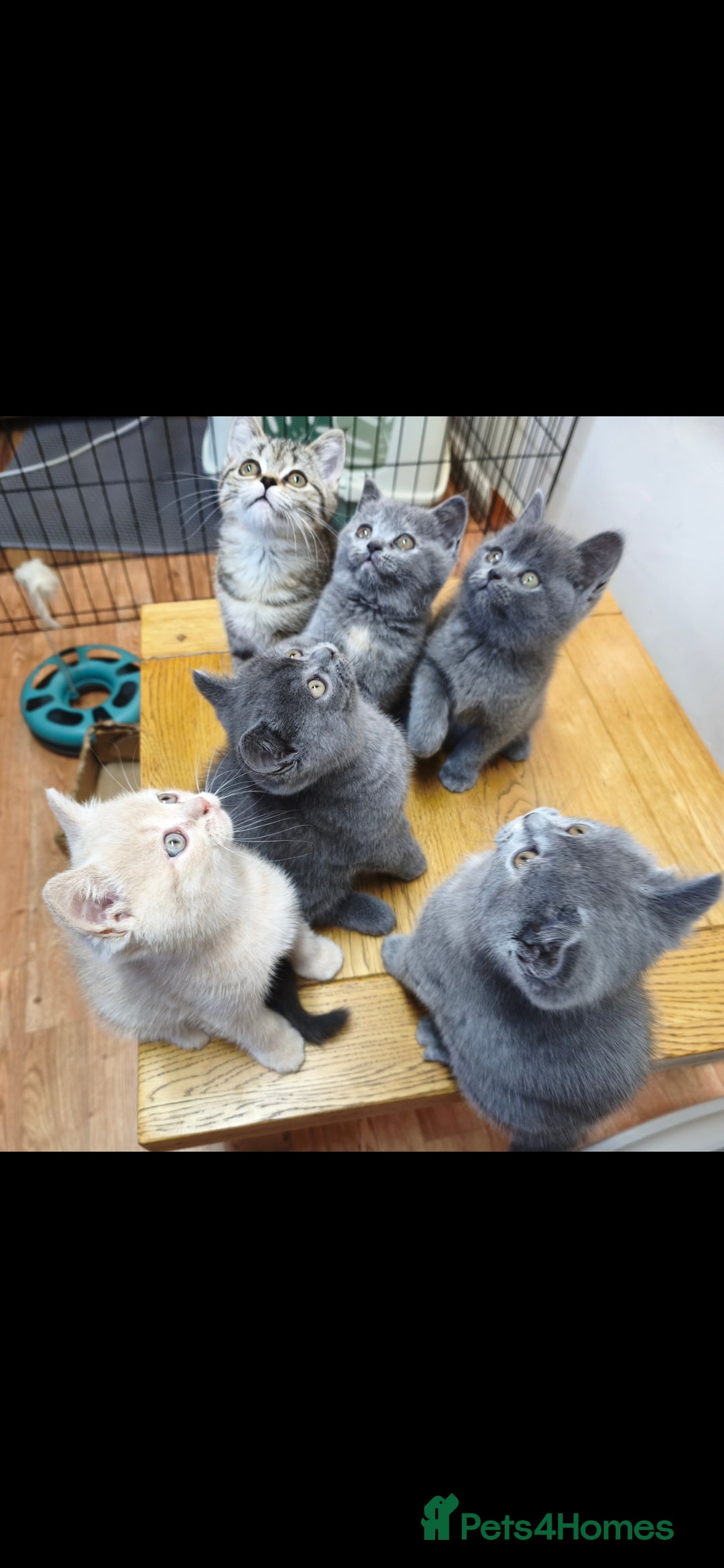 British Shorthair cats for sale: British Shorthair Kittens Imported Parents  - Advert 12