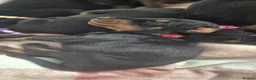 Dobermann dogs for sale: Red Colar - Advert 6