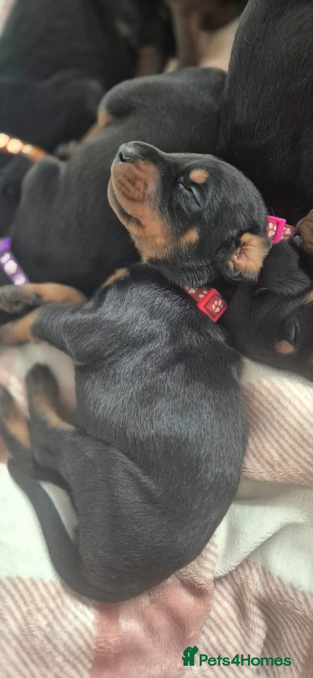 Dobermann dogs for sale: Red Colar - Advert 6