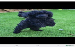 Toy Poodle dogs for stud: *Beautiful Blue Phantom*DNA Clear*Carries Silver* - Image 5