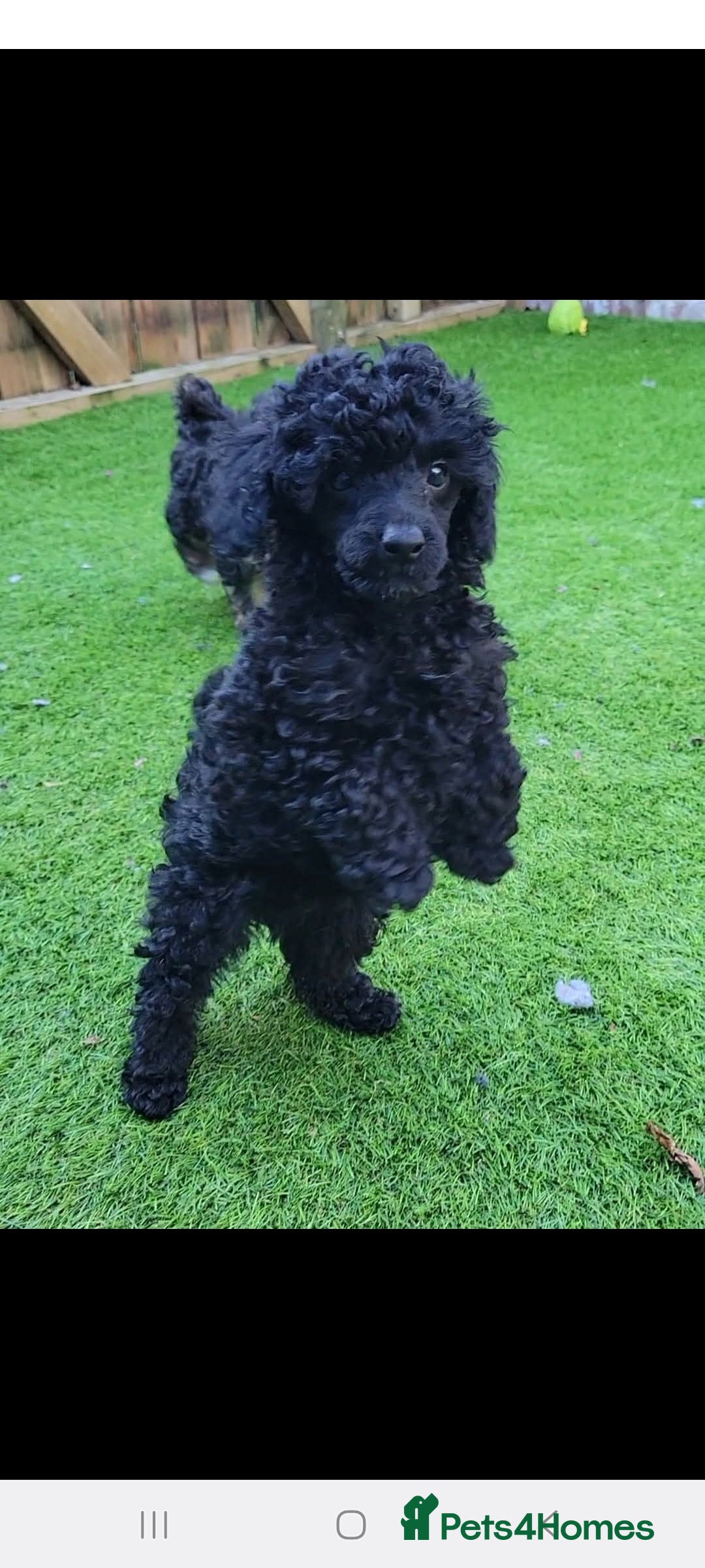 Toy Poodle dogs for stud: *Beautiful Blue Phantom*DNA Clear*Carries Silver* - Image 5