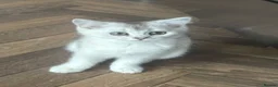 Scottish Fold cats for sale: Female scottish Straight - Advert 7