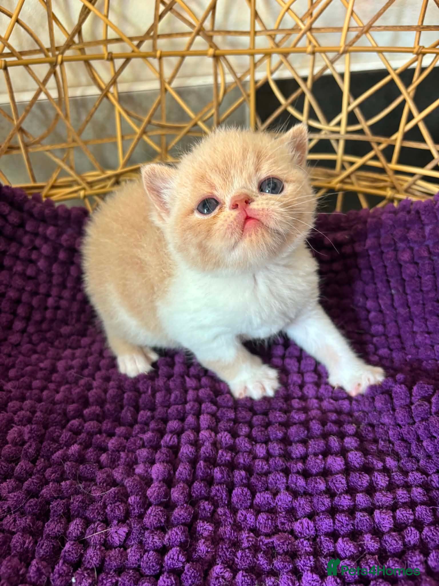 Exotic cats CHUNKY EXOTICS KITTENS GCCF PARENTS   - Advert 4