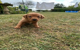 Labrador Retriever dogs for sale: Fox Red Labrador Puppies for Sale  - Image 7