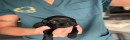 Shih Tzu dogs for sale: Shihtzu-Poodle mix Toy shihpoo puppies  - Advert 7