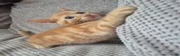 Mixed Breed cats for sale: 🐾 Beautiful Kittens Looking for Loving Homes 🐾 in Willenhall - Advert 2