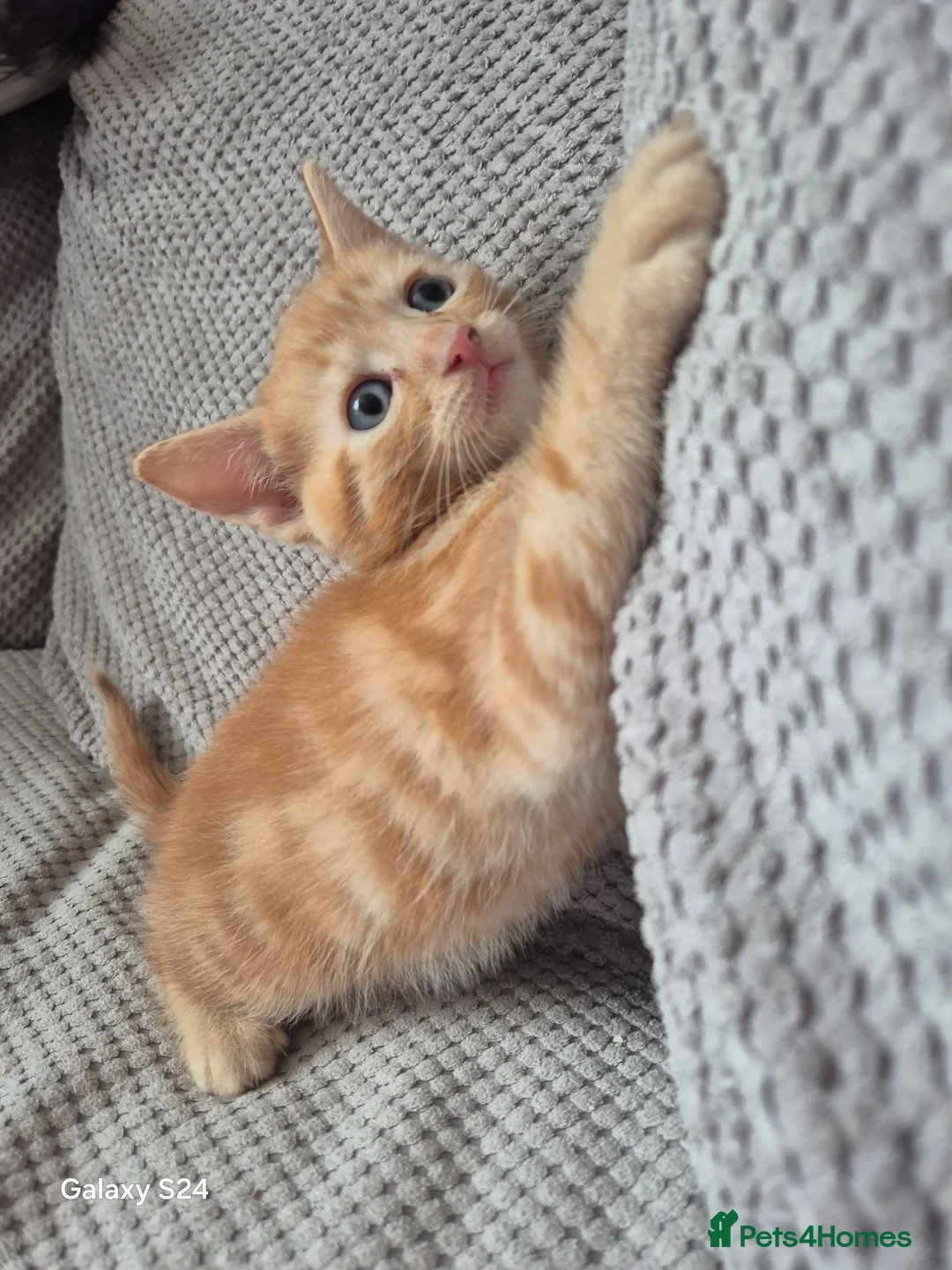 Mixed Breed cats for sale: 🐾 Beautiful Kittens Looking for Loving Homes 🐾 in Willenhall - Advert 2
