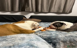 Old Tyme Bulldog dogs for sale: Old Tyme Bulldog Puppies - Both Parents Our Pets - Image 14