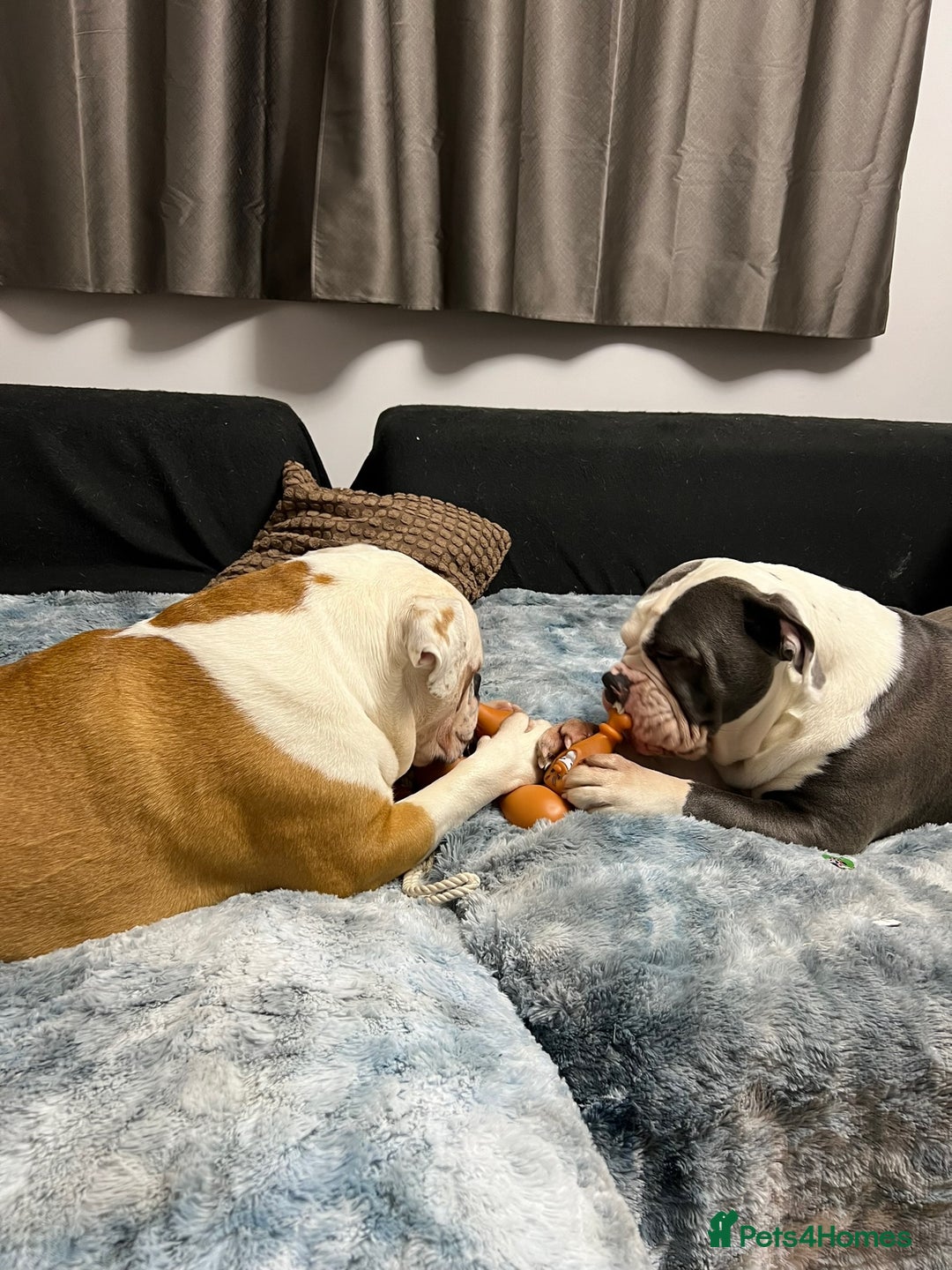 Old Tyme Bulldog dogs for sale: Old Tyme Bulldog Puppies - Both Parents Our Pets - Image 14