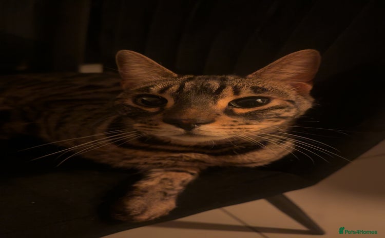 Bengal cats - Advert 1