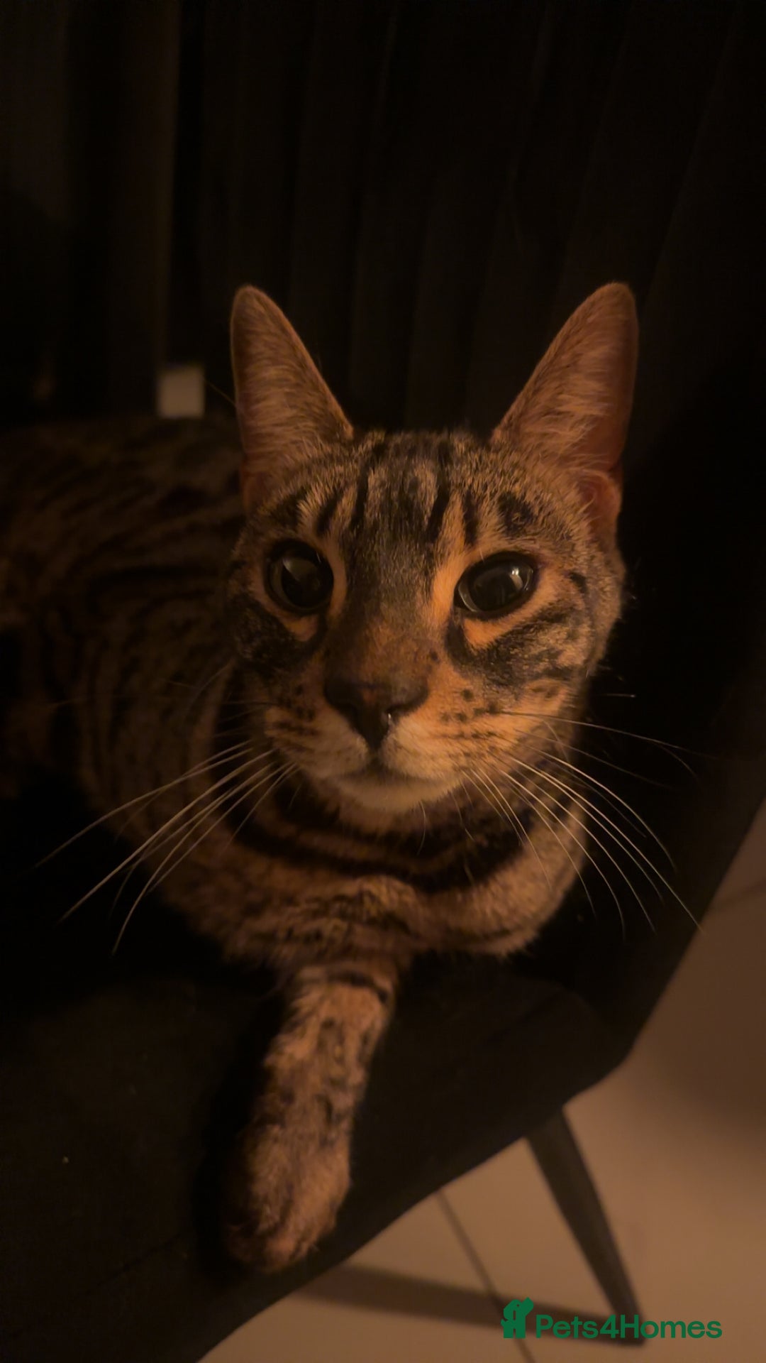 Bengal cats for sale: Merlin, 2 Years, Bengal, neutered - Rehoming - Image 1