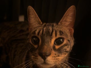 Bengal cats - Advert 13