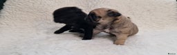Pug dogs for sale: 2 Adorable pug puppies for sale  - Advert 6