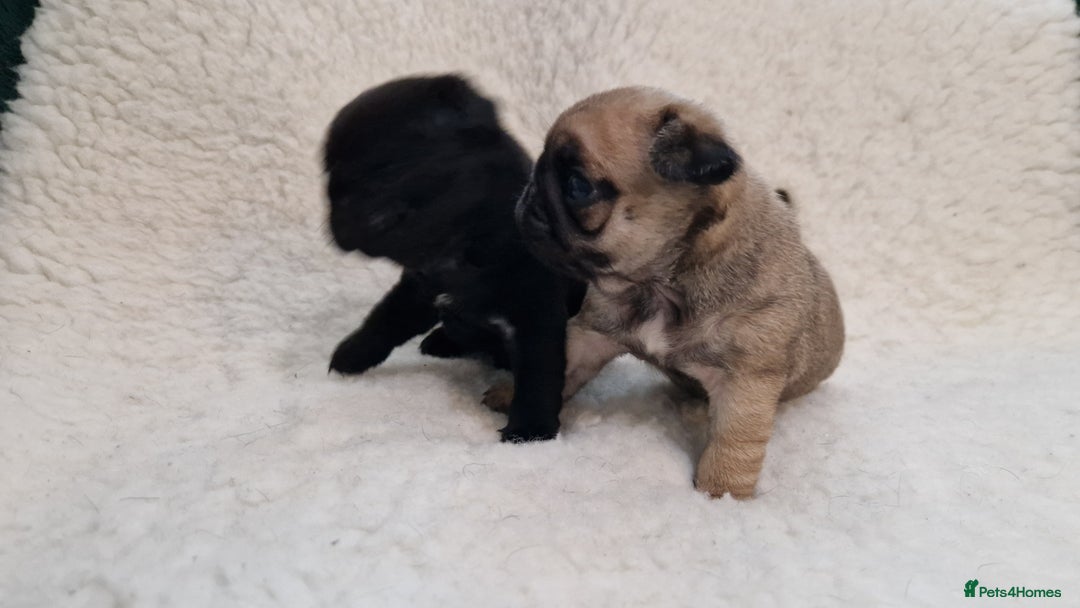 Pug dogs for sale: 2 Adorable pug puppies for sale  - Advert 6