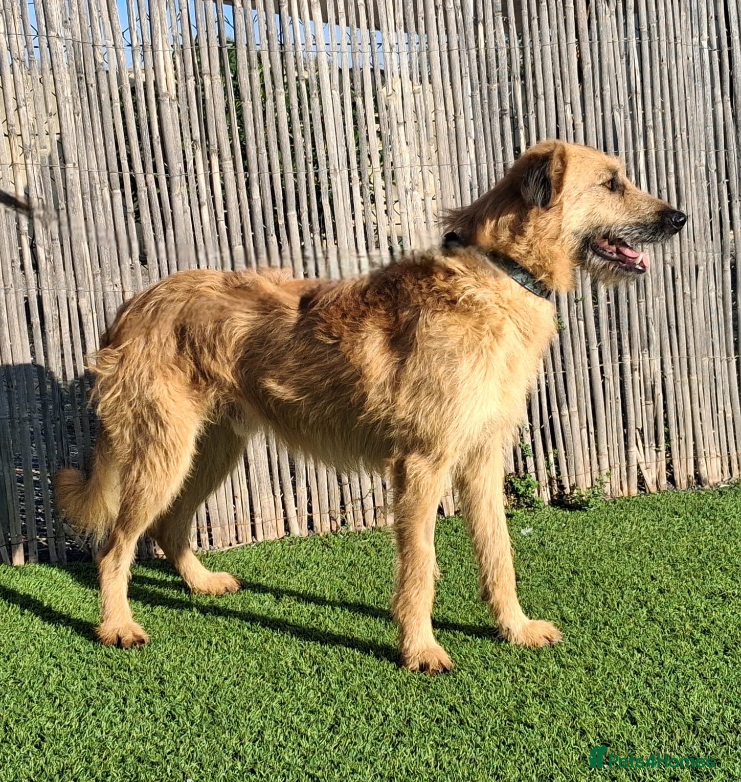 Mixed Breed dogs Urgent 🚨 Can you please offer me a home 🏡  - Advert 16