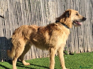 Mixed Breed dogs Urgent 🚨 Can you please offer me a home 🏡 - Advert 16