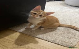Mixed Breed cats for sale: Adorable Kittens ready for their new forever home  - Image 11