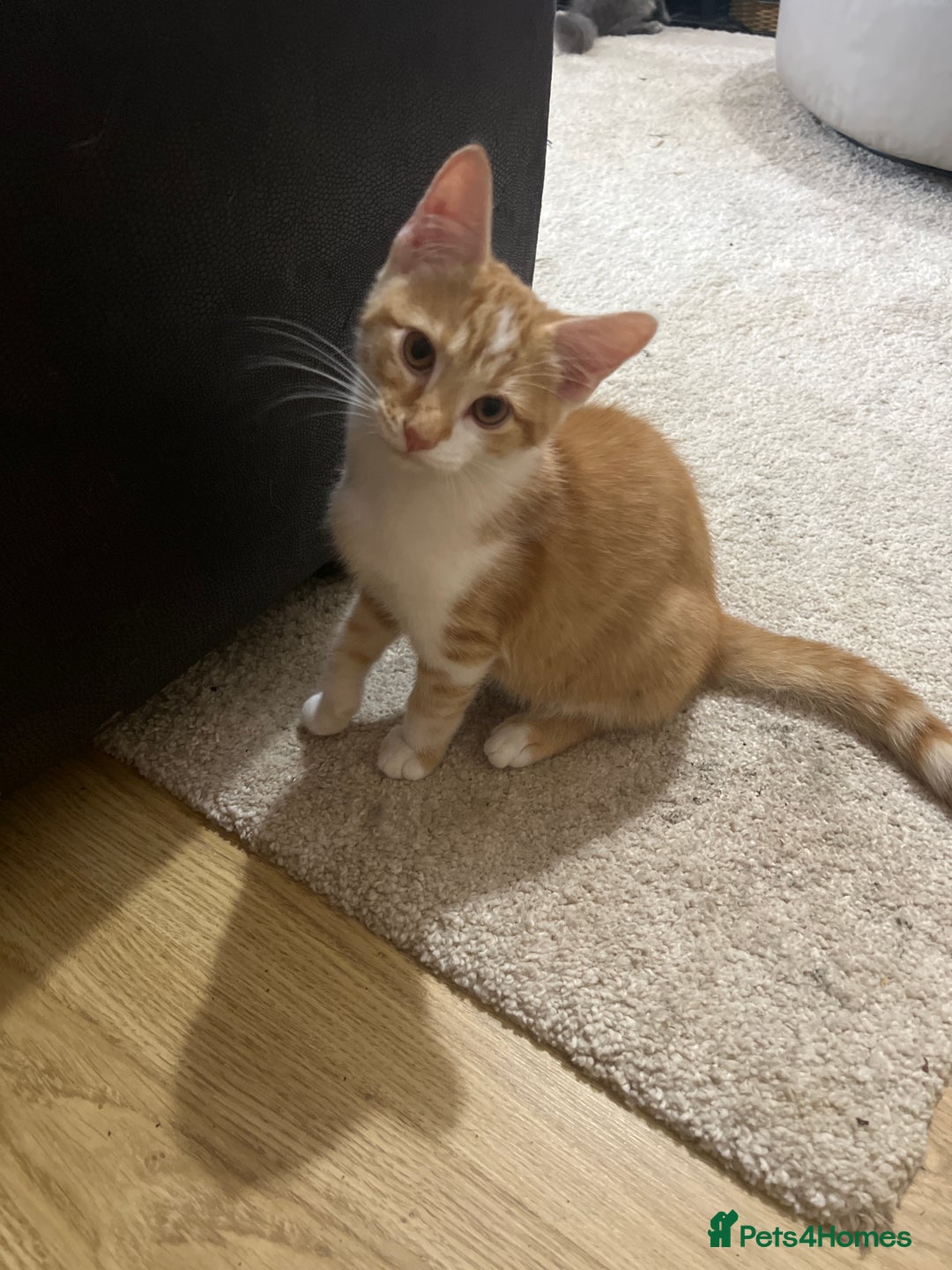 Mixed Breed cats for sale: Adorable Kittens ready for their new forever home  - Image 11