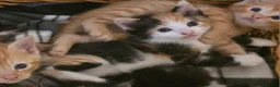 Mixed Breed cats for sale: Gorgeous kittens, 1 female ginger kitten - Advert 5