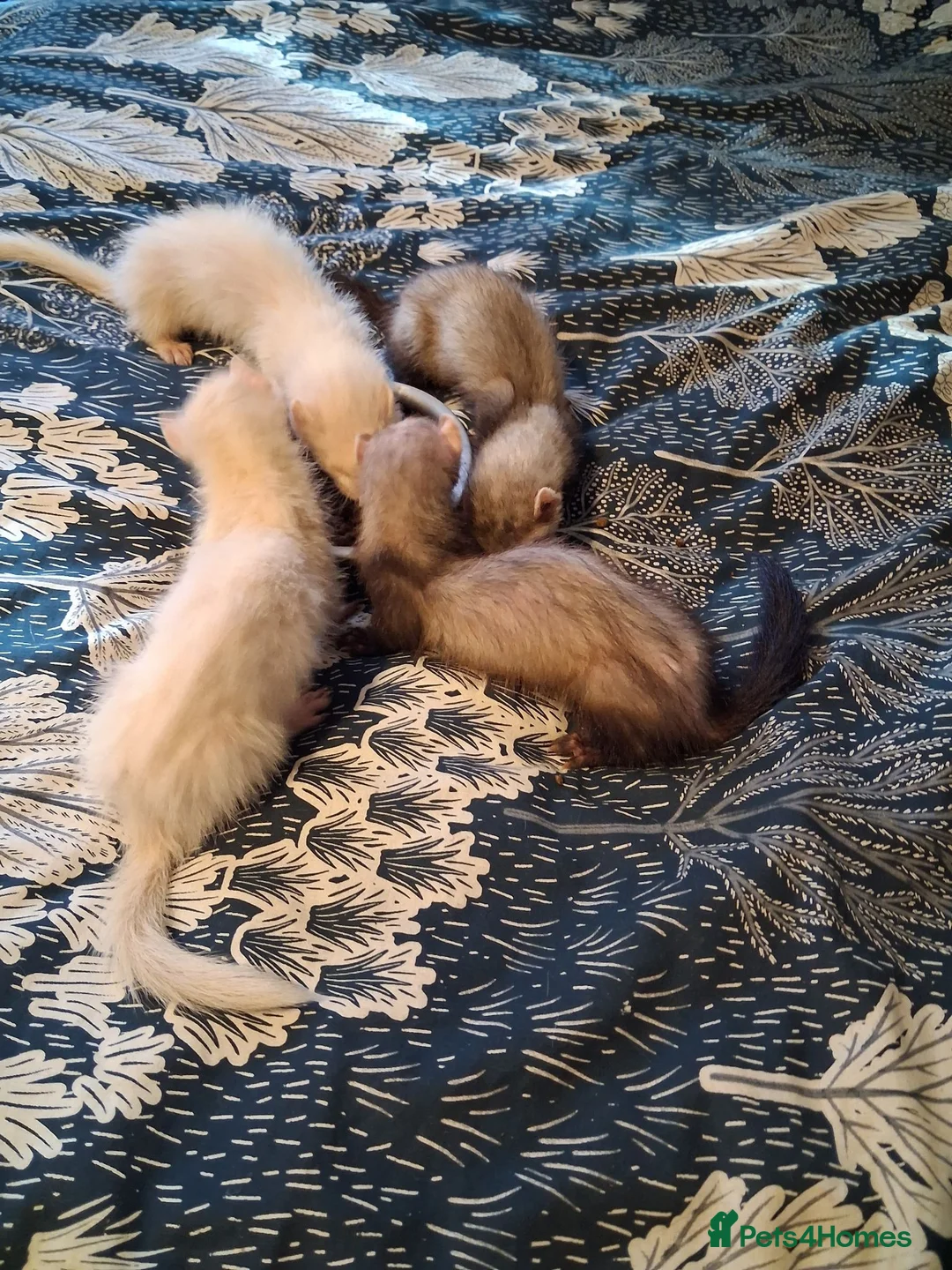 Ferret rodents for sale: Kits ready for new home - Advert 6