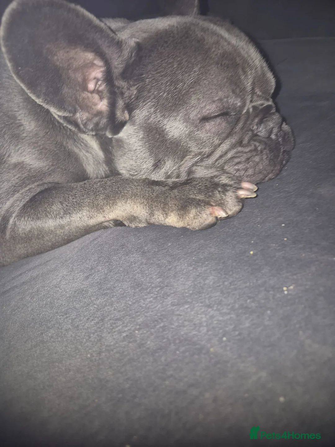 French Bulldog dogs for adoption: French bulldog blue in Maidstone - Advert 2